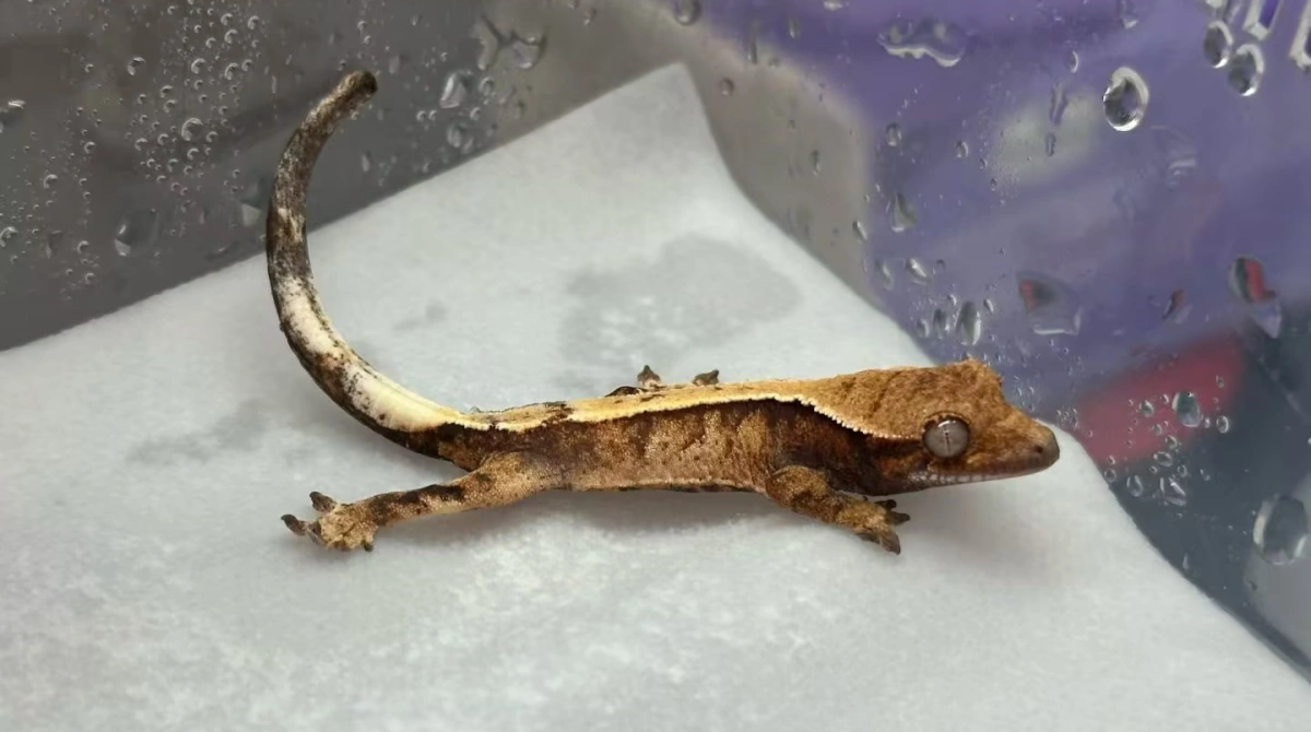 Crested gecko walking on L40 efficient wiping paper with no lint or fiber residue on animal feet or skin