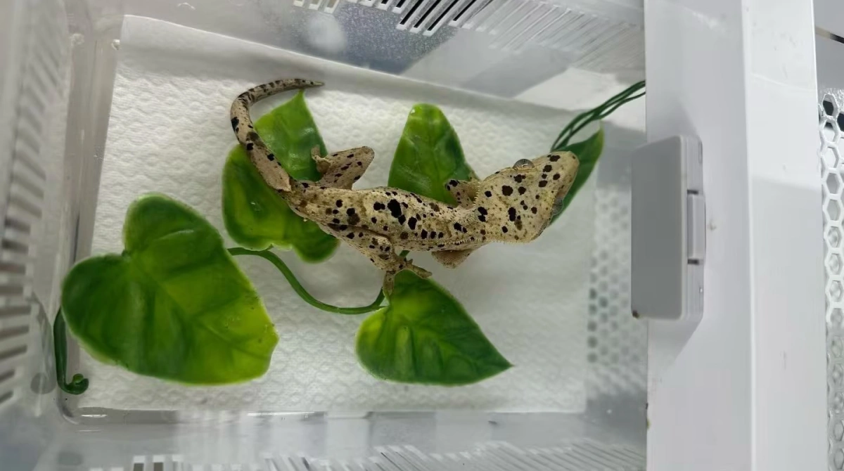 Crested gecko resting on L40 efficient wiping paper, showing soft wood pulp texture safe for direct animal skin contact